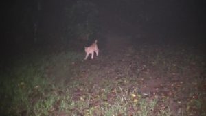 鹿児島県出水市の東光山公園でSKTのデンジャーが深夜に出会ったネコ