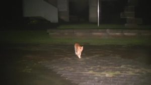 鹿児島県出水市の東光山公園にある展望台から猫が近寄ってくる時の様子