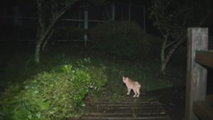 鹿児島県出水市の東光山公園の木でできた遊歩道を歩く猫